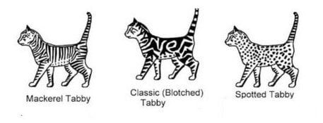 Motif tabby chez le chat génétique
