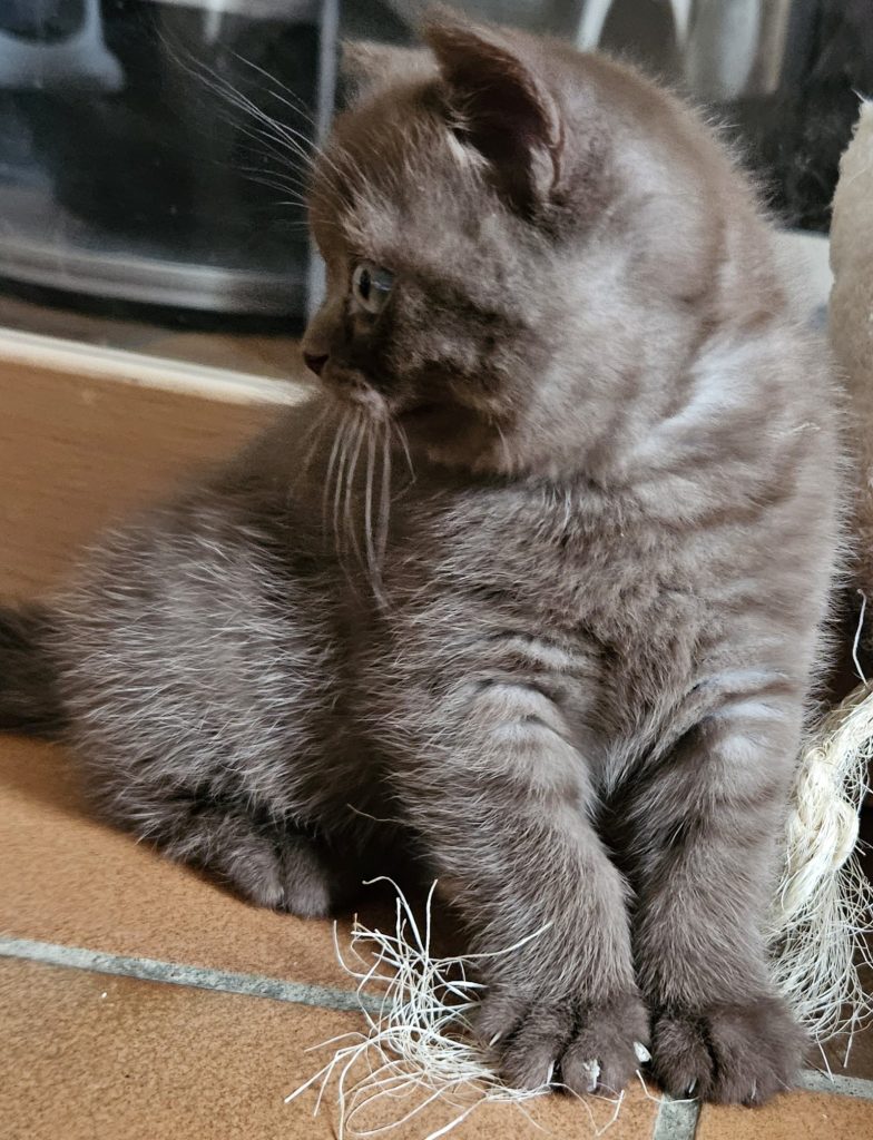 Chaton chocolat smoke génétique