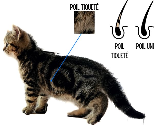 Chat british Brown blotched tabby génétique