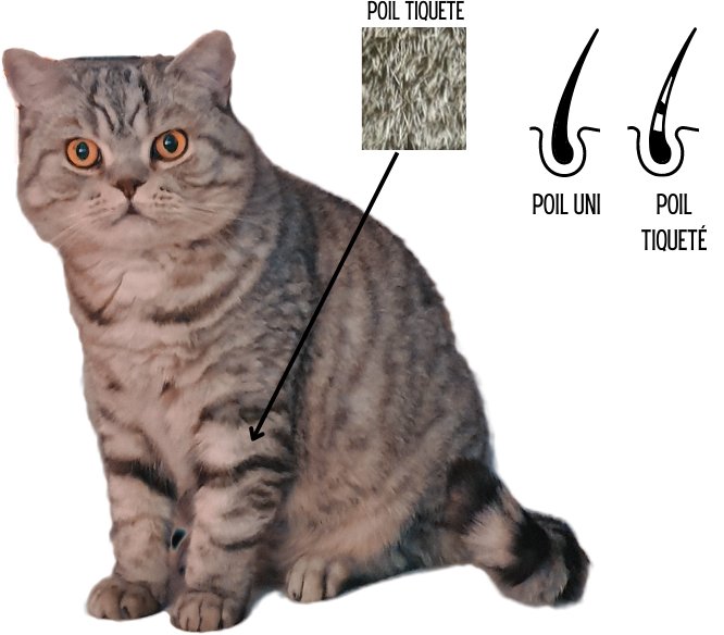 Chat british Black silver spotted tabby shorthair
