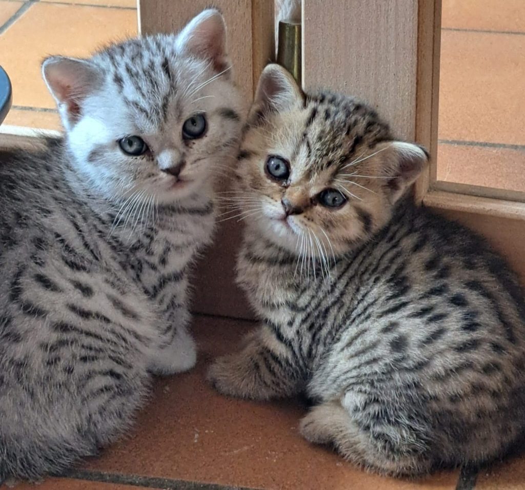 Chaton british brown et silver tabby