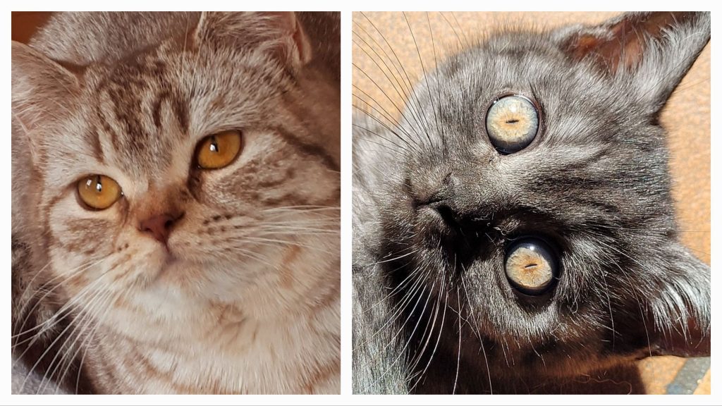 Chat british couleurs chocolat et black smoke génétique