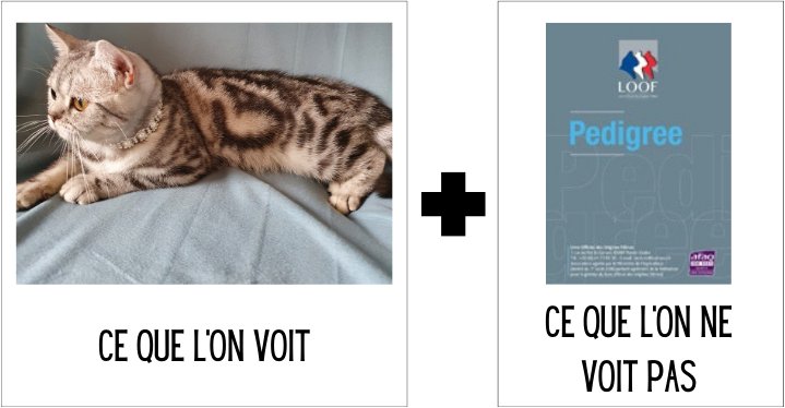 Génétique féline et pédigrée LOOF
