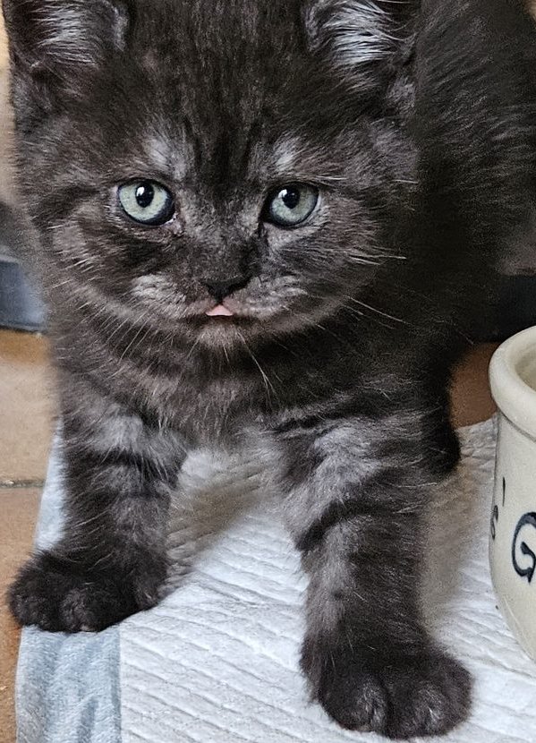 Chaton black smoke