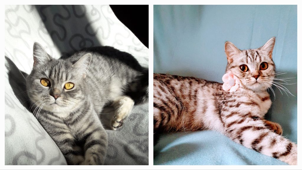 Chat british couleurs bleu et black silver tabby génétique