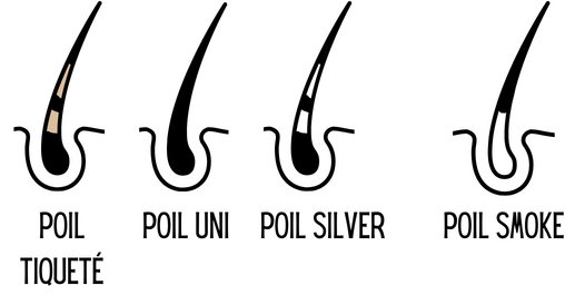 Génétique féline poils agoutis silver et smoke
