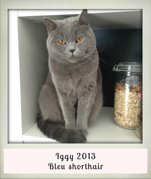 2013-Iggy-bleu-shorthair