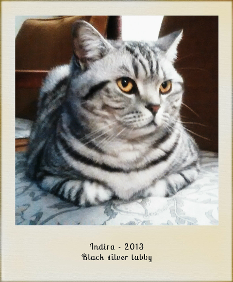 2013-Indira-black-silver-tabby