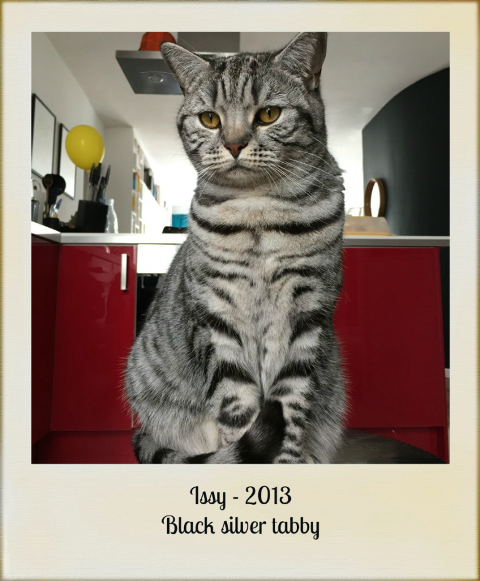 2013-Issey-balck-silver-tabby