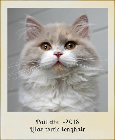 2013-paillette-lilac-tortie