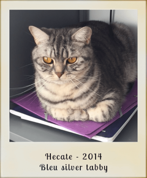 2014-Hecate-bleu-silver-tabby