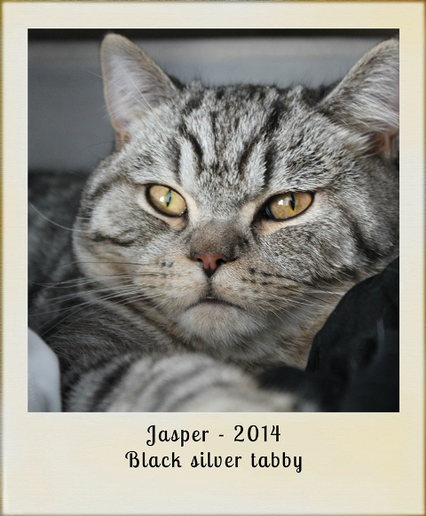 2014-jasper-black-silver-tabby