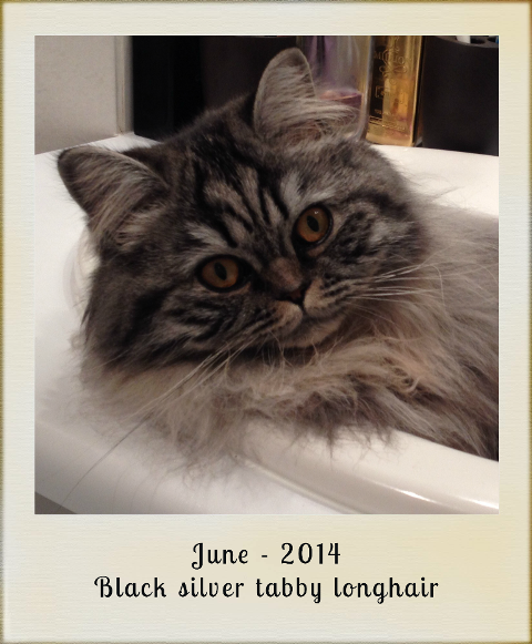 2014-june-black-silver-tabby