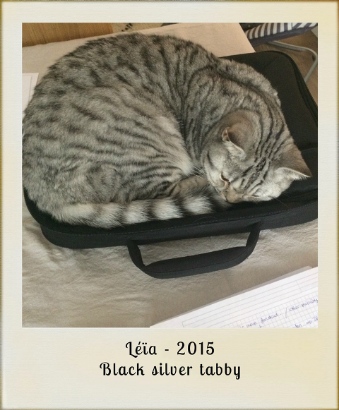 2015-Leia-black-silver-tabby