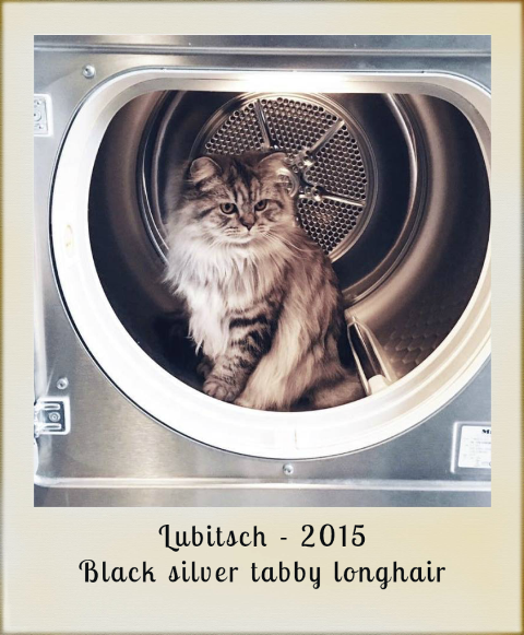 2015-Lubitsch-black-silver-tabby-longhair