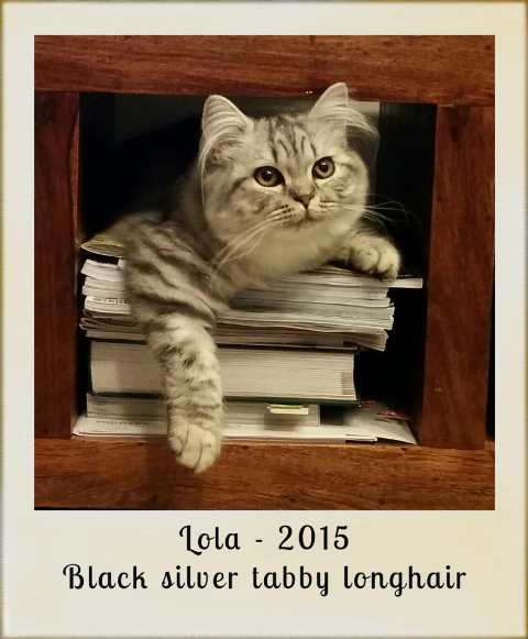 2015-lola-black-silver-tabby-longhair