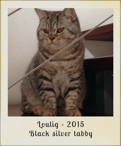 2015-loullig-black-silver-tabby