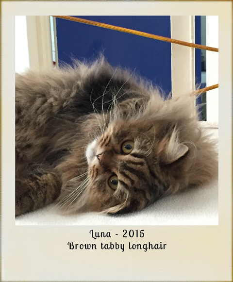 2015-luna-brown-tabby-longhair