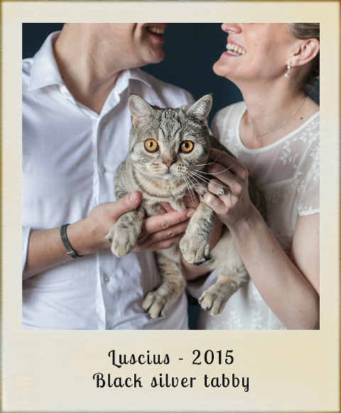 2015-luscius-black-silver-tabby
