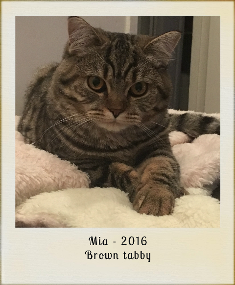 2016-Mia-brown-tabby