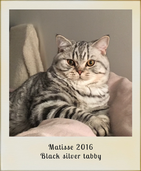 2016-matisse-black-silver-tabby