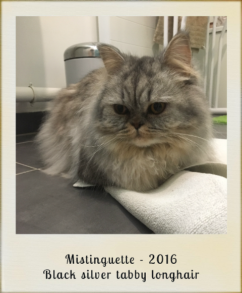 2016-mistinguette-black-silver-tabby-longhair
