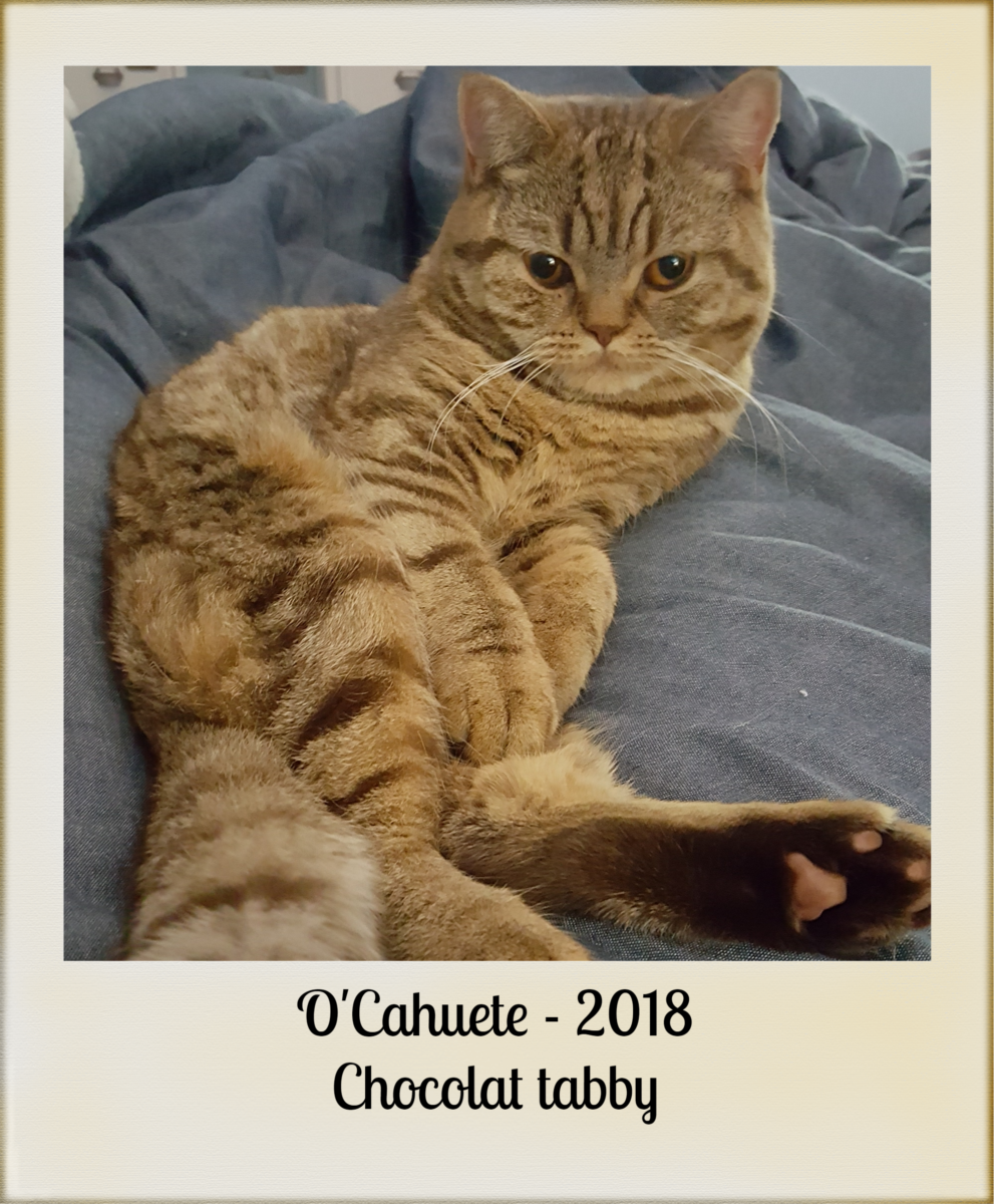 2018-OCahuete-chat-british-chocolat-tabby
