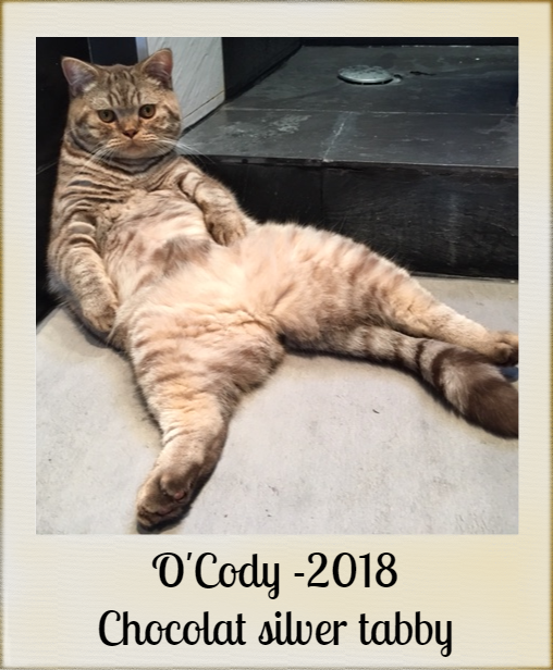 2018-OCody-chat-british-chocolat-silver-tabby