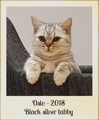 2018-OSLO-chat-british-black-silver-tabby