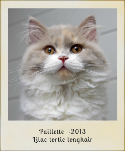 2013-paillette-lilac-tortie