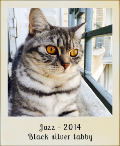 2014-Jazz-black-silver-tabby