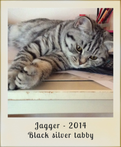 2014-jagger-black-silver-tabby