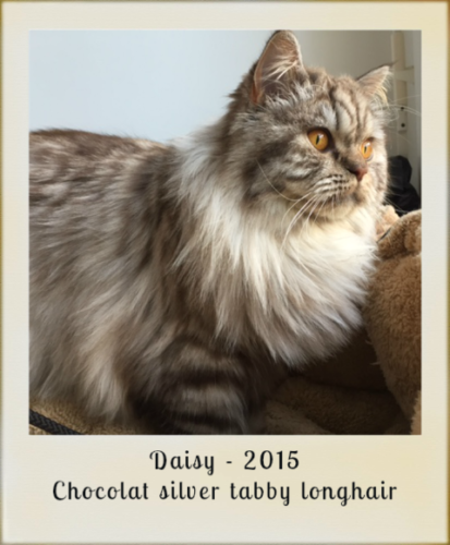 2015-Daisy-chocolat-silver-tabby