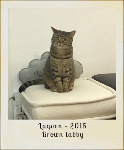 2015-Lagoon-brown-tabby