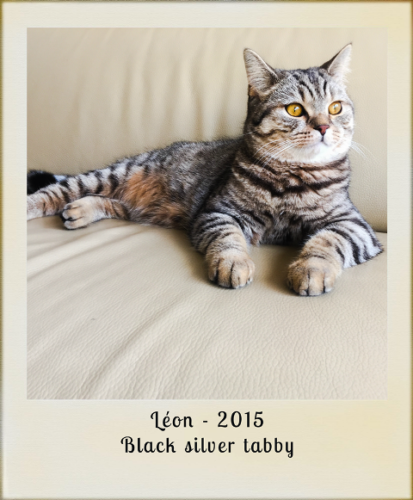2015-Leon-black-silver-tabby