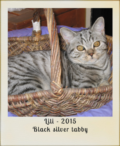 2015-Lili-black-silver-tabby