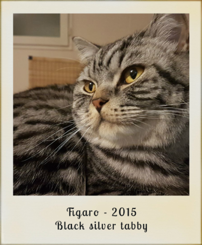 2015-figaro-black-silver-tabby