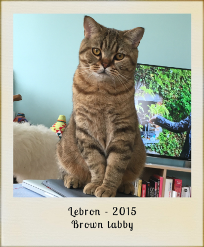 2015-lebron-brown-tabby