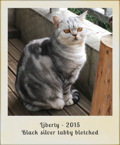 2015-liberty-black-silver-tabby-blotched