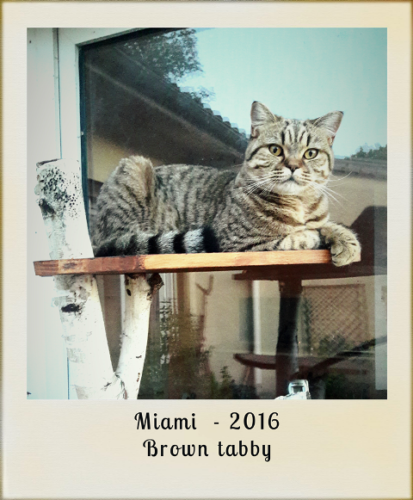 2016-Miami-brown-tabby