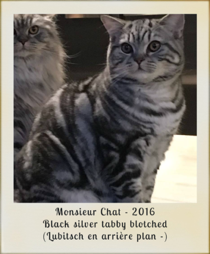 2016-Monsieurchat-black-silver-tabby-blotched