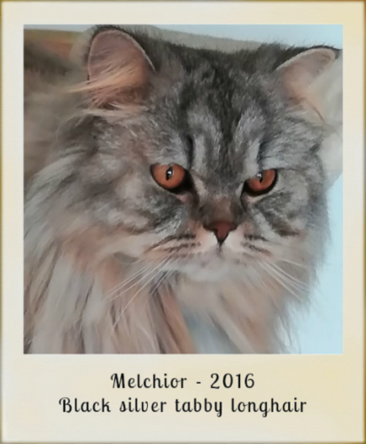 2016-melchior-black-silver-tabby-longhair