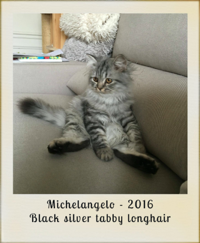 2016-michelangelo-black-silver-tabby-longhair