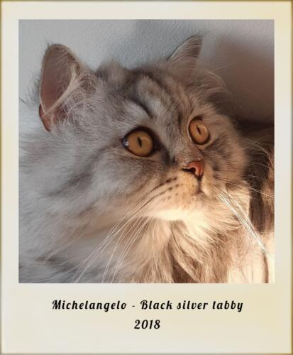 2016-michelangelo-british-longhair-black-silver-tabby