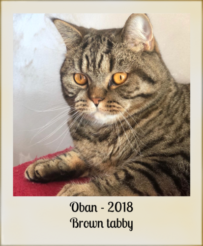 2018-OBAN-chat-british-brown-tabby
