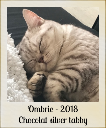 2018-OMBRIE-chat-british-chocolat-silver-tabby