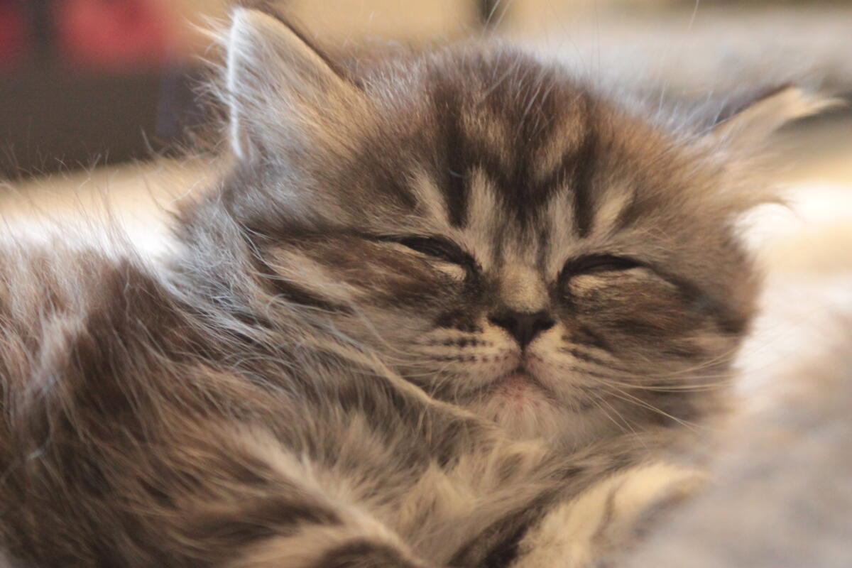 Chaton-black-silver-tabby-longhair-June-bebe-2014