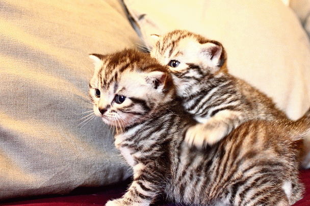 Chaton-black-silver-tabby-loof-de-BritishsGarden-2013