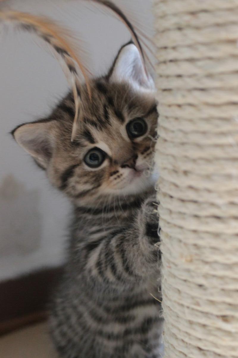 Chaton-british-brown-tabby-shorthair-loof-esonne