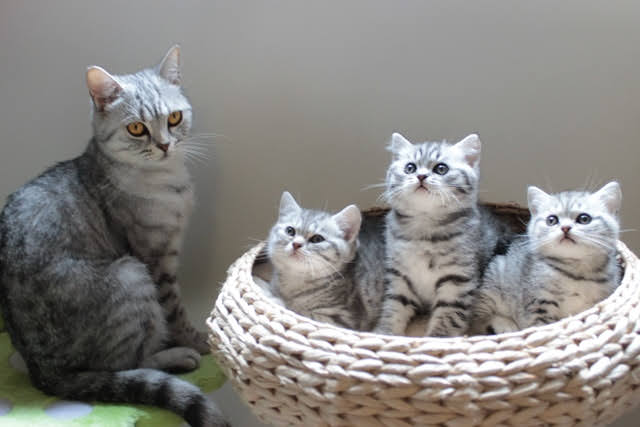 Chatons-de-BritishsGarden-Harmony-2014